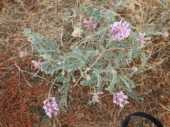 Astragalus mollissimus