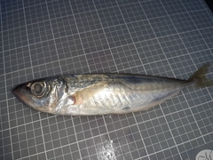 Trachurus