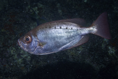 Priacanthus arenatus