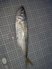 Trachurus