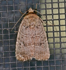 Elaphria fuscimacula