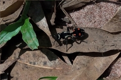 Traumatomutilla spectabilis