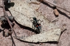 Traumatomutilla spectabilis