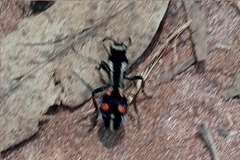 Traumatomutilla spectabilis