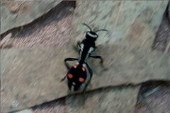 Traumatomutilla spectabilis