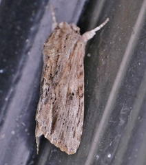 Spodoptera albula