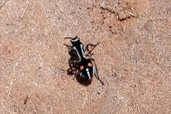 Traumatomutilla spectabilis