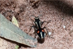 Traumatomutilla spectabilis