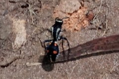 Traumatomutilla spectabilis