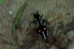 Traumatomutilla spectabilis