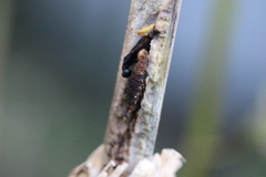 Lepidoptera