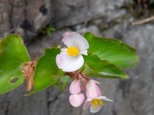 Begonia cucullata