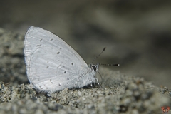 Celastrina gigas