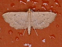 Geshna cannalis