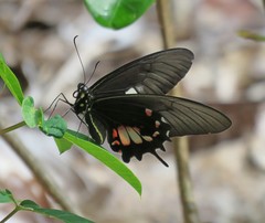 Heraclides torquatus