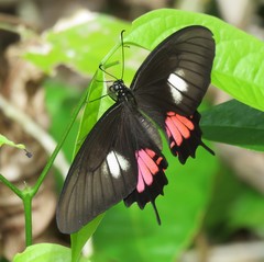 Heraclides torquatus