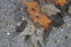 Stichopus