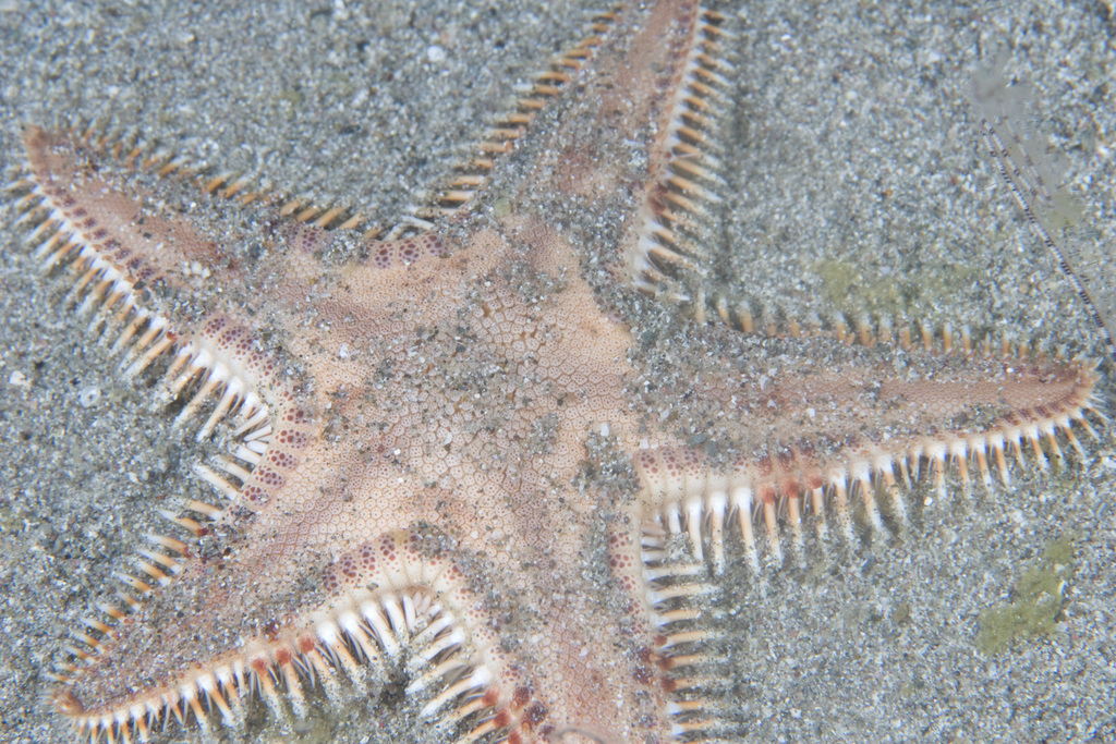 Astropecten sumbawanus