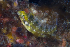 Petroscirtes variabilis