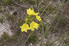 Bobartia longicyma