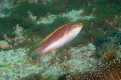Whip-Fin Wrasse photo 3