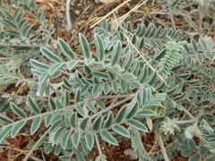 Astragalus mollissimus