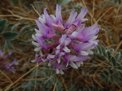 Astragalus mollissimus