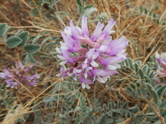 Astragalus mollissimus