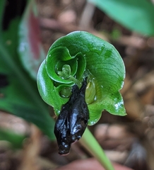 Goeppertia villosa
