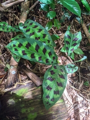Goeppertia villosa