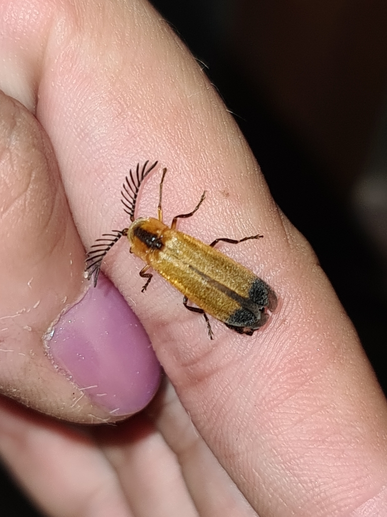Ledocas remixtus
