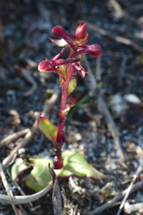 Satyrium pygmaeum