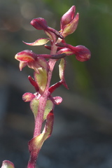 Satyrium pygmaeum