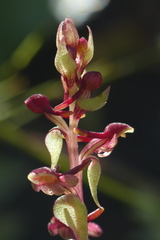 Satyrium pygmaeum