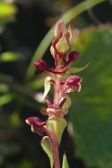 Satyrium pygmaeum