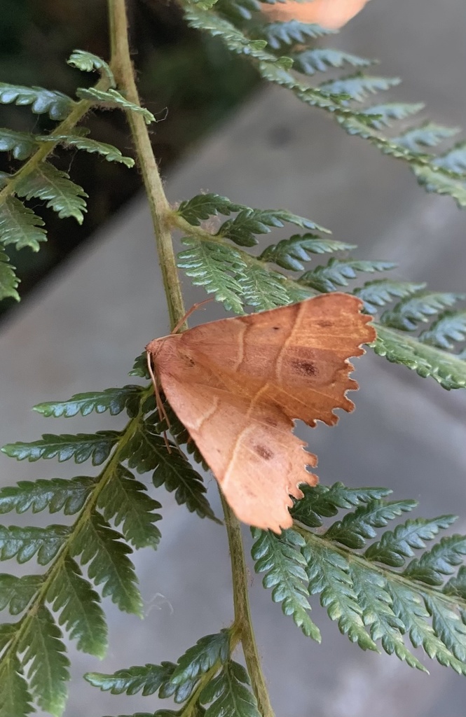Microclysia pristopera