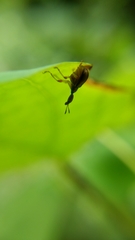 Attelabidae