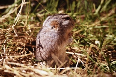 Dicrostonyx groenlandicus