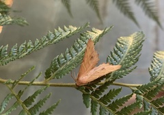 Microclysia pristopera