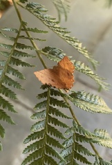 Microclysia pristopera