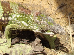 Kinyongia multituberculata