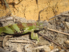 Kinyongia multituberculata