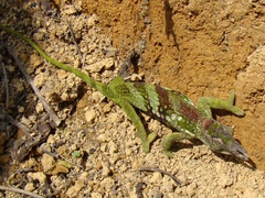 Kinyongia multituberculata