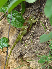 Kinyongia multituberculata