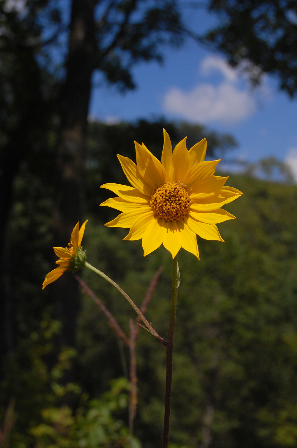 Helianthus occidentalis
