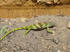 Kinyongia multituberculata