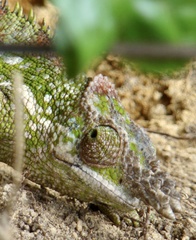 Kinyongia multituberculata