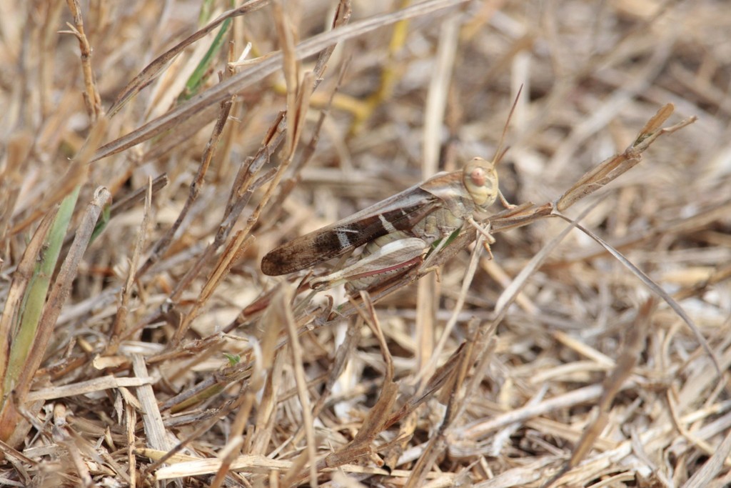 Gastrimargus lombokensis