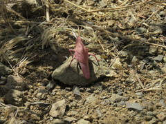 Pyrgodera armata