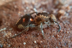 Traumatomutilla quadrum